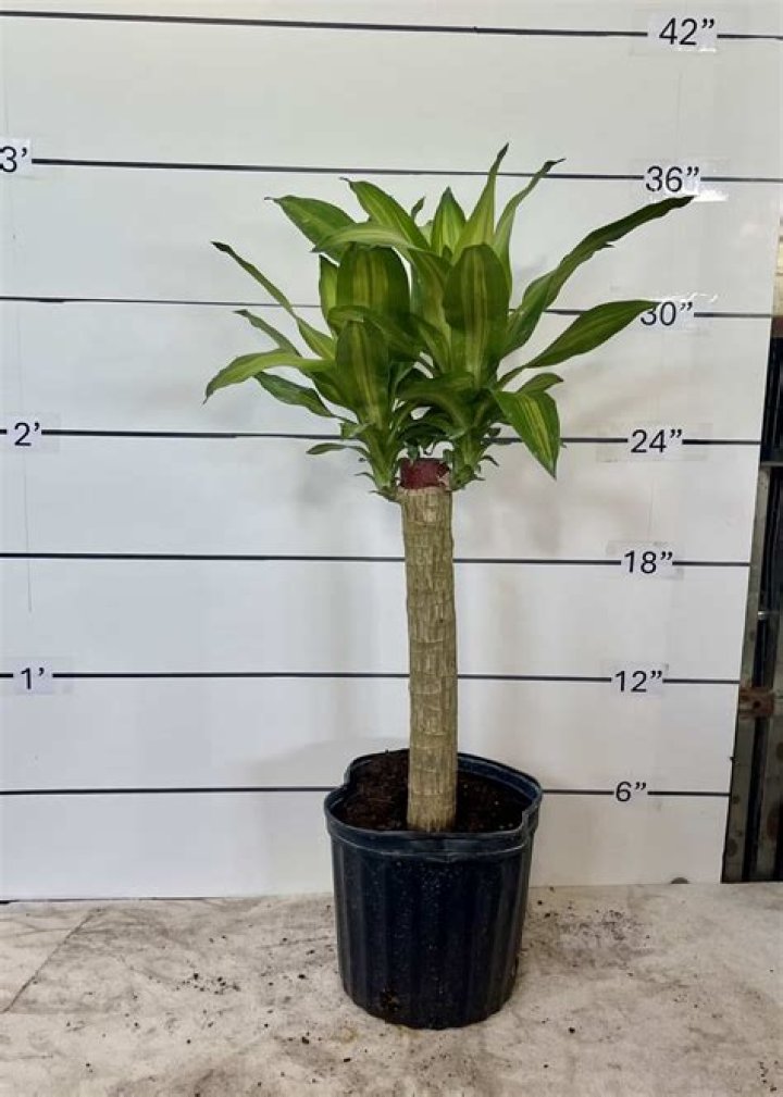 14&Prime; Drac Mass Cane 5432 Tri State Foliage InHouse Availability
