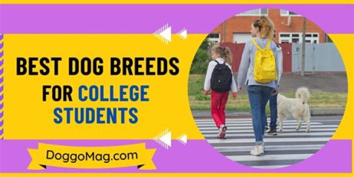 21 Best Dogs for College Students Dog Breeds List