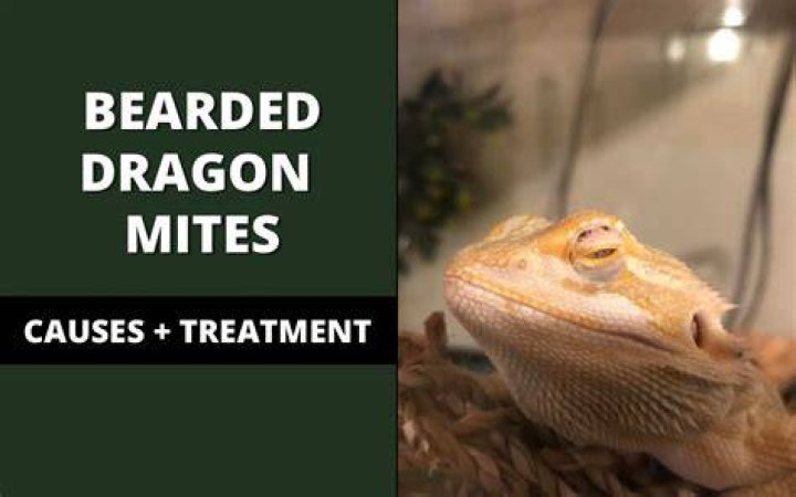 Bearded Dragon Mites Pics + Treatment Reptile Maniac