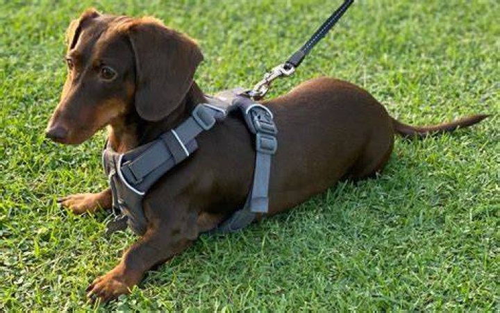 Best Dachshund Harness Options For Safe and Comfortable Walks