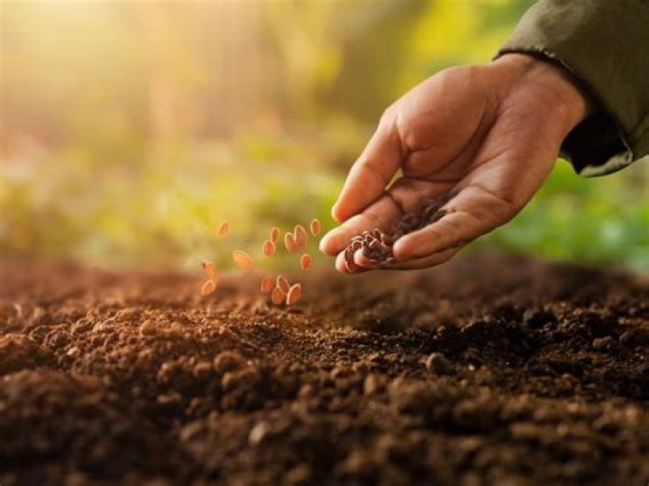 Can You Plant Seeds From An Orange Grow An Orange Tree From Seeds