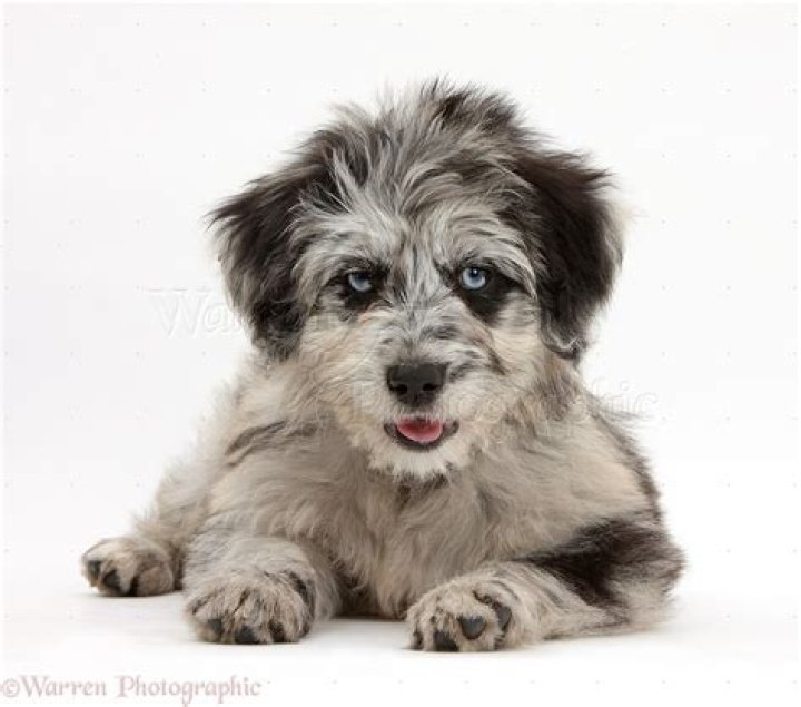 Dog Blue merle Cadoodle puppy photo WP40215