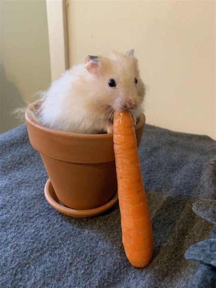 Hamsters and Carrots Do Hamsters Really Eat Carrots? PlantHD