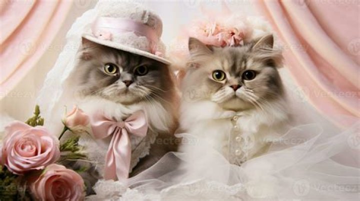 Image of Wedding of Cat Stevens and Fawzia Ali