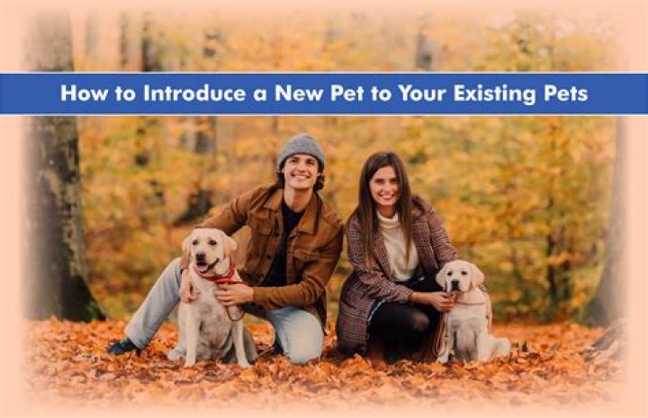 Introducing the Pets of NBC 7, Telemundo 20 Employees NBC 7 San Diego