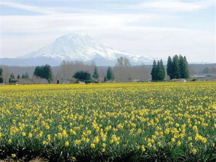 Puyallup Valley