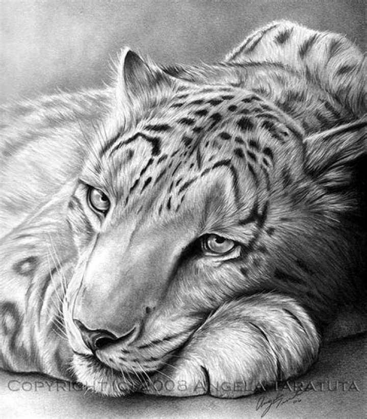 Realistic Drawings, Cool Drawings, Animal Drawings, Pencil Drawings