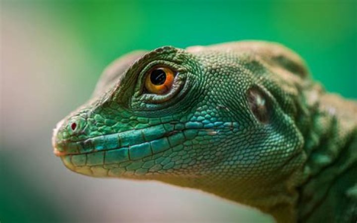 reptile Free Photo Download FreeImages