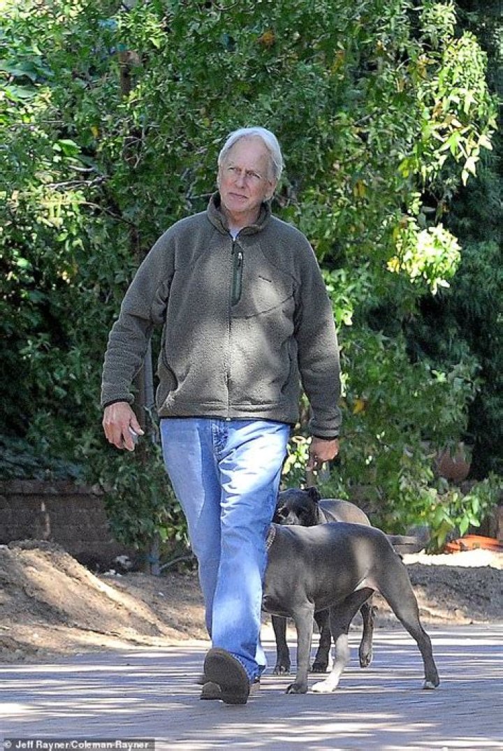 Retired Mark Harmon walks his dog in first sighting since leaving NCIS &bull; OK Daily