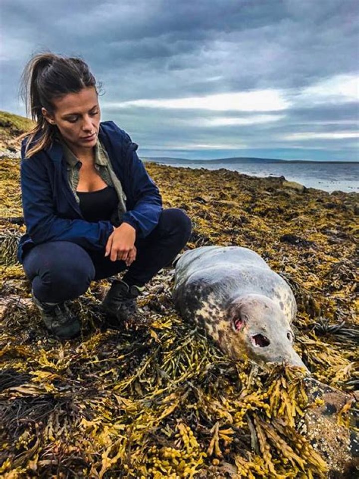 Scientists at Sea Podcast Seals and Salmon Farms, with Lizzie Daly